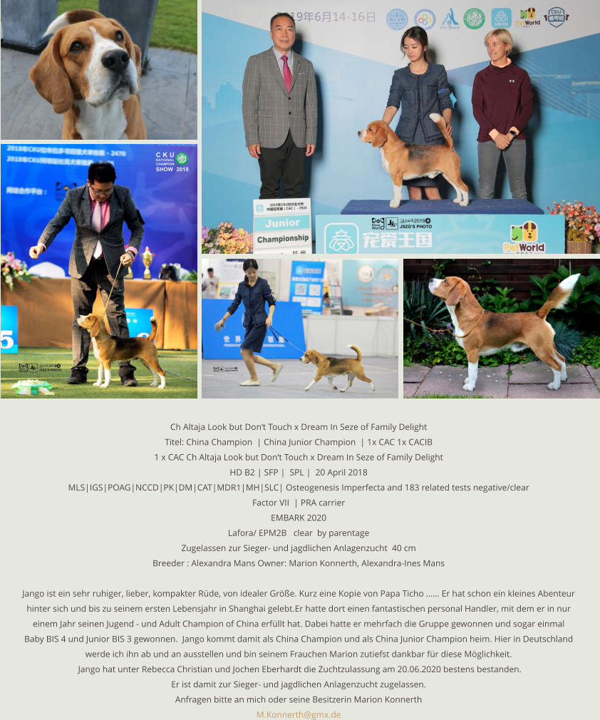 Ch Altaja Look but Don‘t Touch x Dream In Seze of Family Delight Titel: China Champion  | China Junior Champion  | 1x CAC 1x CACIB 1 x CAC Ch Altaja Look but Don‘t Touch x Dream In Seze of Family Delight HD B2 | SFP |  SPL |  20 April 2018 MLS|IGS|POAG|NCCD|PK|DM|CAT|MDR1|MH|SLC| Osteogenesis Imperfecta and 183 related tests negative/clear  Factor VII  | PRA carrier   EMBARK 2020 Lafora/ EPM2B   clear  by parentage Zugelassen zur Sieger- und jagdlichen Anlagenzucht  40 cm Breeder : Alexandra Mans Owner: Marion Konnerth, Alexandra-Ines Mans  Jango ist ein sehr ruhiger, lieber, kompakter Rüde, von idealer Größe. Kurz eine Kopie von Papa Ticho …… Er hat schon ein kleines Abenteur  hinter sich und bis zu seinem ersten Lebensjahr in Shanghai gelebt.Er hatte dort einen fantastischen personal Handler, mit dem er in nur  einem Jahr seinen Jugend - und Adult Champion of China erfüllt hat. Dabei hatte er mehrfach die Gruppe gewonnen und sogar einmal  Baby BIS 4 und Junior BIS 3 gewonnen.  Jango kommt damit als China Champion und als China Junior Champion heim. Hier in Deutschland  werde ich ihn ab und an ausstellen und bin seinem Frauchen Marion zutiefst dankbar für diese Möglichkeit.  Jango hat unter Rebecca Christian und Jochen Eberhardt die Zuchtzulassung am 20.06.2020 bestens bestanden. Er ist damit zur Sieger- und jagdlichen Anlagenzucht zugelassen. Anfragen bitte an mich oder seine Besitzerin Marion Konnerth M.Konnerth@gmx.de